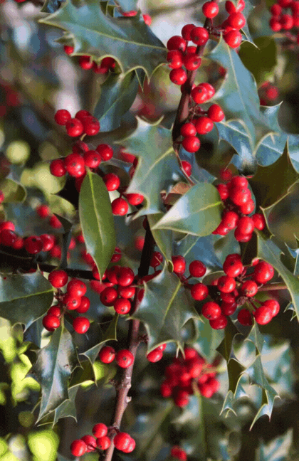 December What is your birth flower holly (2)