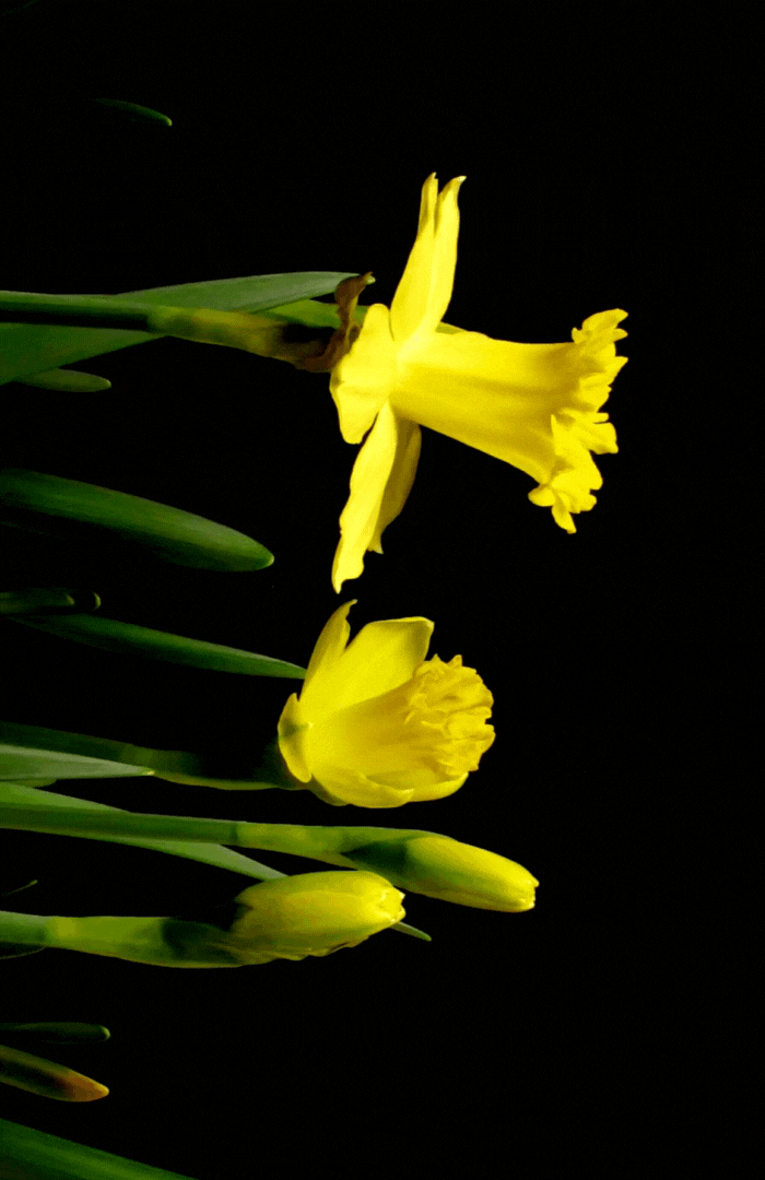 March What is your birth flower Daffodil