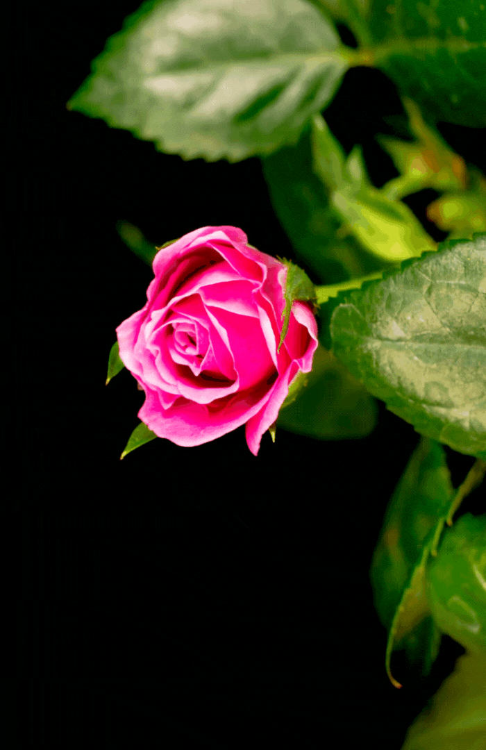 June What is your birth flower rose